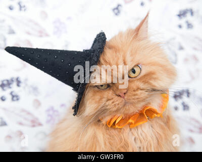 Chat persan Orange Halloween Chapeau de sorcière avec cat Banque D'Images