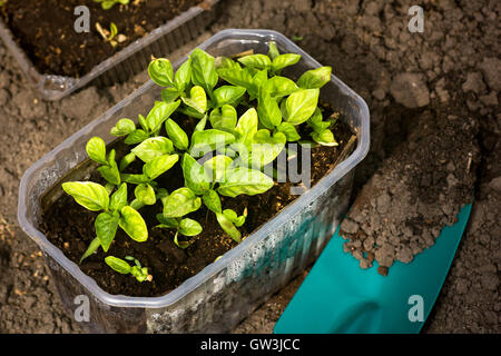 Plantes plants de poivre Banque D'Images