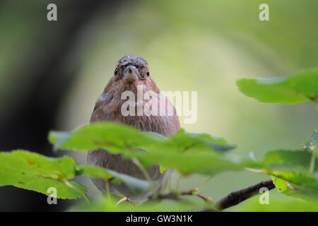 Common Chaffinch masculins (Fringilla coelebs) en automne. La Russie, dans la région de Moscou Banque D'Images