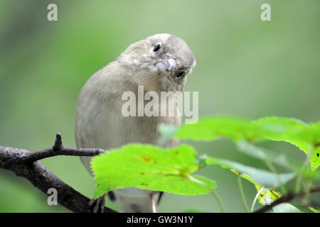 Common Chaffinch juvénile (Fringilla coelebs) en automne. La Russie, dans la région de Moscou Banque D'Images
