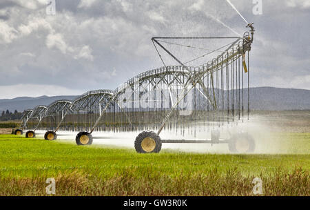 Grande ferme système de gicleurs d'irrigation des cultures de graminées arrosage Banque D'Images