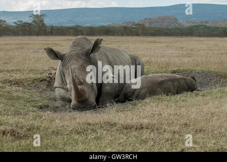 Mère Rhino avec bébé Banque D'Images