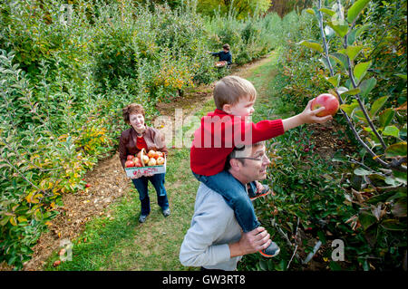 USA Maryland famille lors d'une cueillette de pommes autocueillette produisent des majordomes ferme Verger Germantown MD Banque D'Images