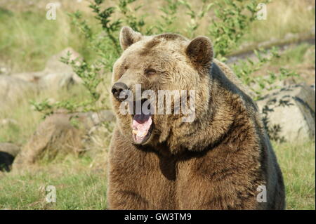 Le bâillement'ours brun (Ursus arctos arctos) en Scandinavie Wildlife Park, Danemark Banque D'Images