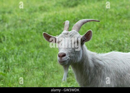 Chèvre cornue blanc sur l'herbe verte. Banque D'Images