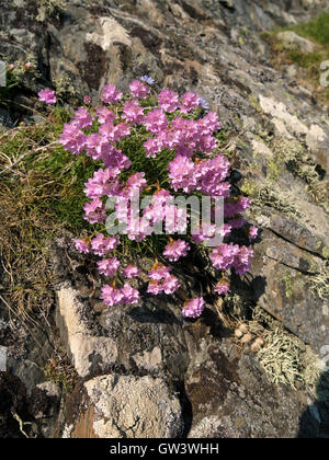 ( Sea Thrift Armeria maritima ) croissant sur les falaises, à l'île de Colonsay, Ecosse, Royaume-Uni. Banque D'Images