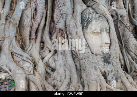 Tête de Bouddha statue dans les racines de l'arbre à Wat Mahathat temple, Ayutthaya, Thaïlande. Banque D'Images