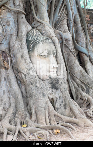 Tête de Bouddha statue dans les racines de l'arbre à Wat Mahathat temple, Ayutthaya, Thaïlande. Banque D'Images