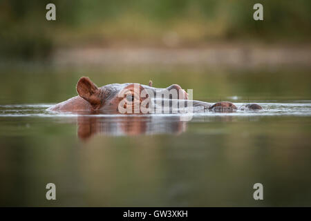 Un hippopotame dans le fleuve Biyamiti, Kruger National Park, Afrique du Sud. Banque D'Images