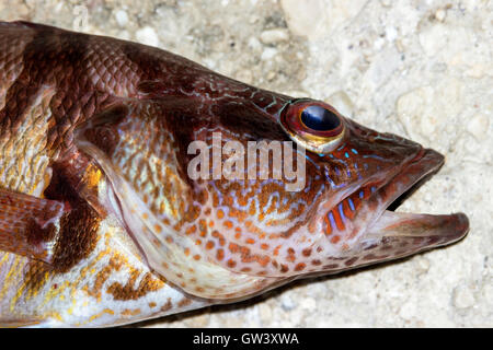 Baie de Kotor, Monténégro - l'(Thorogobius peint scriba) Banque D'Images