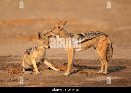 Une paire de chacal à dos noir (Canis mesomelas), Etosha National Park, Namibie Banque D'Images