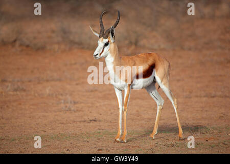 Un mâle antilope springbok (Antidorcas marsupialis), désert du Kalahari, Afrique du Sud Banque D'Images