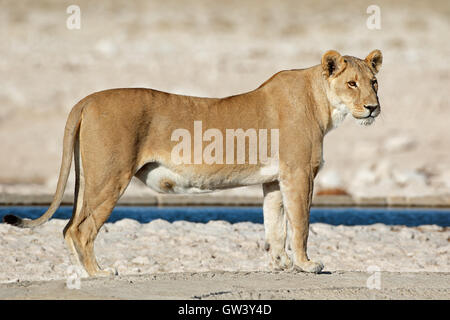 Une lionne (Panthera leo) dans un étang, Etosha National Park, Namibie Banque D'Images