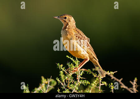 Une orange-throated longclaw (Macronyx capensis) assis sur une branche, Afrique du Sud Banque D'Images