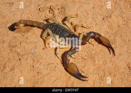 Un scorpion venimeux (Parabuthus spp.), désert du Kalahari, Afrique du Sud Banque D'Images