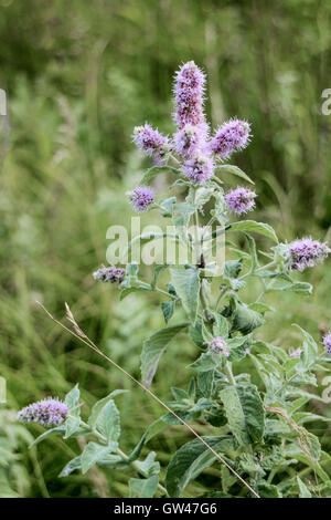 Mentha longifolia Banque D'Images