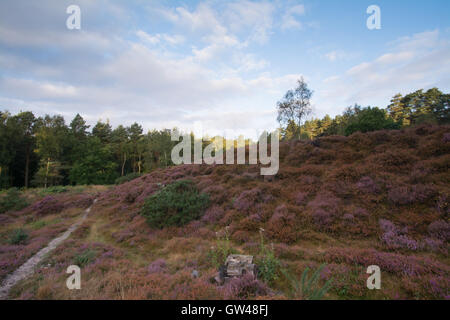 Purple heather sur hillside in early morning light à Frensham Common dans le Surrey, en Angleterre. Banque D'Images