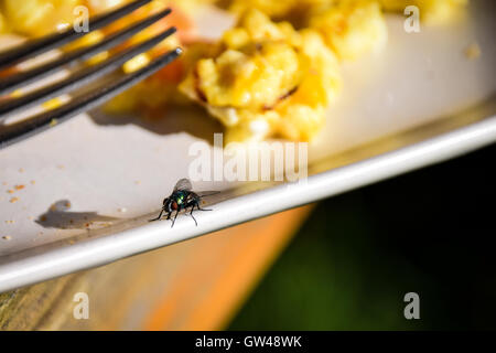Mouche bleue sur le bord de plaque avec petit déjeuner d'œufs brouillés Banque D'Images