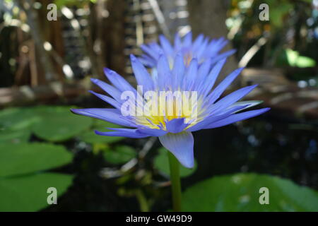 Fleur de lotus bleu avec nénuphars et étang à l'arrière-plan Banque D'Images