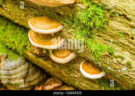 Groupe de polypore sur hêtre mort. Banque D'Images