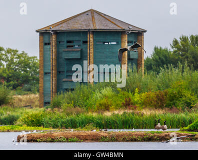 Peacock tour à Wetland Centre Barnes London Banque D'Images