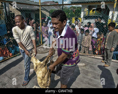 Bintan, Indonésie, Îles Riau. 12 Sep, 2016. BINTAN, INDONÉSIE - 12 SEPTEMBRE : l'Indonésie musulmans sacrifier une chèvre comme animaux sacrificiels durant la fête de l'Aïd al-Adha le 12 septembre 2016 à Bintan, Indonésie. Les musulmans du monde entier célèbrent l'Aïd Al-Adha, pour commémorer le saint Prophète Ibrahim ?s (prophète Abraham) était prêt à sacrifier son fils comme un signe de son obéissance à Dieu, au cours de laquelle ils offrent des sacrifices d'animaux admissibles Généralement, les chèvres, les moutons et vaches. L'Eid al Adha est l'un des deux plus importants week-end dans le calendrier Islamique, avec des prières et le sacrifice rituel de Banque D'Images