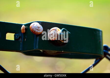 Les petits escargots de jardin blanc assis sur un grillage de séparation Banque D'Images