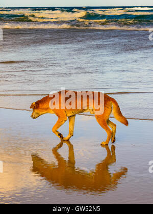 L'île de Fraser Dingo patrouiller la plage à dîner Banque D'Images