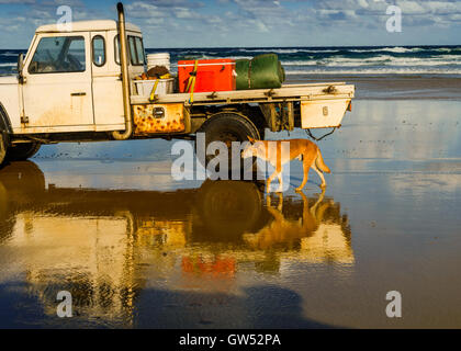 L'île de Fraser Dingo à la recherche d'un snack à proximité d'un pêcheur Banque D'Images