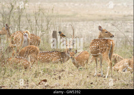 Un groupe de Chital ou spotted deer (Axis axis) dans Parc national de Rajaji, Uttarakhand, Inde Banque D'Images