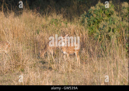 Un groupe de Chital ou spotted deer (Axis axis) dans Parc national de Rajaji, Uttarakhand, Inde Banque D'Images