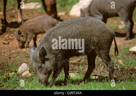 Les jeunes le sanglier (Sus scrofa) dans une ferme, Toscane, Italie Banque D'Images