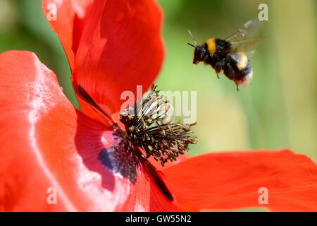 Abeille sur approche à l'atterrissage Banque D'Images