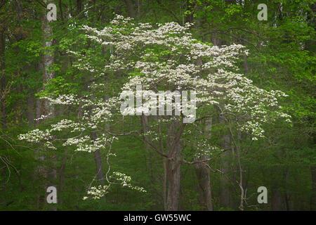 Fleurs de cornouiller au milieu d''une couleur des ressorts dans la forêt le long de la milieu Patuxent River dans le comté de Howard, dans le Maryland Banque D'Images