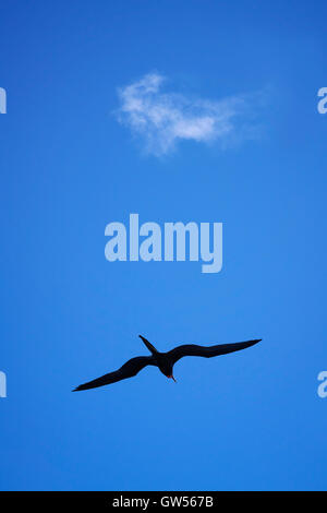 Oiseaux Frégate superbe (Fregata magnificens) monte ibeneath un nuage solitaire dans un ciel d'été bleu Banque D'Images