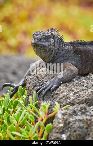 Iguane marin (Amblyrhynchus cristatus) le long de la côte de Puerto Ayora dans les îles Galapagos de l'Équateur Banque D'Images