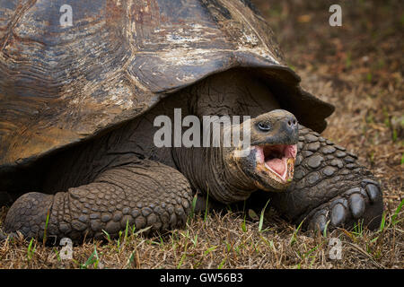 Tortue géante des Galapagos (Chelonoidis nigra) au El chato réserver sur Santa Cruz dans les îles Galapagos de l'Équateur Banque D'Images