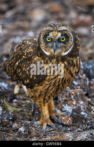 Short-Eared Galapagos Owl (Asio flammeus) pose sur Genovesa dans les îles Galapagos de l'Équateur Banque D'Images