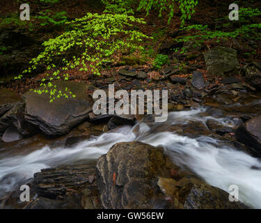 Le débit du printemps par Ganoga Cuisine Creek dans la section de Glen Ricketts Glen State Park à Luzerne Comté, New York Banque D'Images