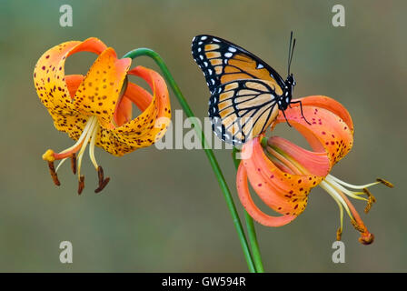 Viceroy Butterfly (Limenitis archippuson), Turk's Cap Lily, (Lilium superbum), est des Etats-Unis par Skip Moody/Dembinsky photo Assoc Banque D'Images