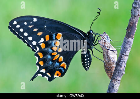 E. Black Swallowtail Butterfly Papilio polyxenes, femelle, vient d'émerger de pupa, est des Etats-Unis, par Skip Moody/Dembinsky photo Assoc Banque D'Images