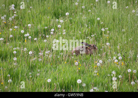 Lièvre d'Europe (Lepus europaeus) le pâturage dans les hautes herbes, peuplées de pissenlits, leurs têtes de graine faisant saillie au-dessus ! Banque D'Images