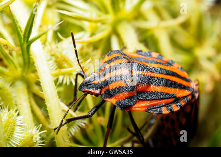 Rayé italien-bug / Harpe / bug bug Arlequin (Graphosoma lineatum / Graphosoma italicum) Banque D'Images