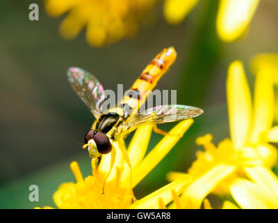 Sphaerophoria scripta Long hoverfly, Banque D'Images