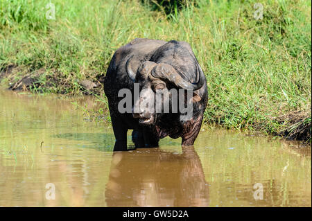 Un seul buffle africain dans la réserve de Hluhluwe-Umfolozi, Afrique du Sud. Banque D'Images