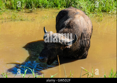 Un seul buffle africain dans la réserve de Hluhluwe-Umfolozi, Afrique du Sud. Banque D'Images