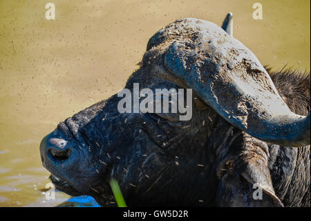 Un seul buffle africain dans la réserve de Hluhluwe-Umfolozi, Afrique du Sud. Banque D'Images