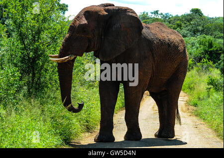 Bush africain Elephant sur la route. Hluhluwe-Umfolozi Game Reserve, Afrique du Sud. Banque D'Images