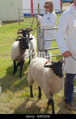 Le Mouflon de Norfolk. Arrivant pour montrer l'anneau. Aylsham Show agricole. Le Norfolk. L'East Anglia. Banque D'Images