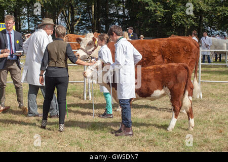 Vache Hereford et veau. En Aylsham Show agricole l'anneau avec les jeunes éleveurs handler et les juges. Le Norfolk. L'Angleterre. UK. En août. Banque D'Images